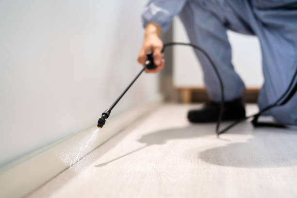 Licensed Wasp Removal service in Wolf Creek, UT - Show Me Pest Control